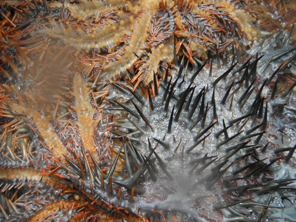 Crown of Thorn